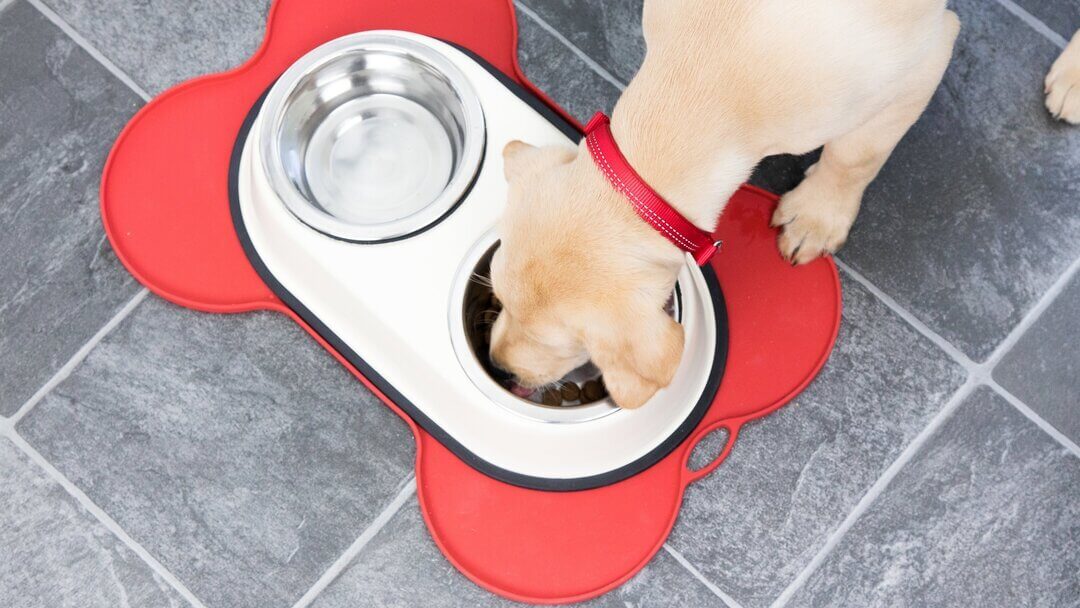 Feeding peanuts to clearance dogs